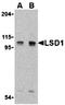 Lysine Demethylase 1A antibody, orb74704, Biorbyt, Western Blot image 