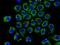 Eukaryotic Translation Initiation Factor 3 Subunit A antibody, ab128996, Abcam, Immunocytochemistry image 