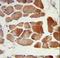 RuvB Like AAA ATPase 1 antibody, LS-C162817, Lifespan Biosciences, Immunohistochemistry frozen image 
