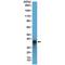 Arginase 1 antibody, M01106-3, Boster Biological Technology, Western Blot image 