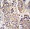 Aconitase 2 antibody, LS-C100181, Lifespan Biosciences, Immunohistochemistry frozen image 