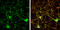 Calcineurin subunit B type 1 antibody, GTX114181, GeneTex, Immunofluorescence image 