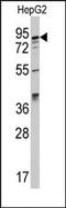 AP2 Associated Kinase 1 antibody, AP14706PU-N, Origene, Western Blot image 