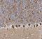 Ubiquitin C-Terminal Hydrolase L1 antibody, GTX109637, GeneTex, Immunohistochemistry paraffin image 