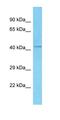 RMD5A antibody, orb327101, Biorbyt, Western Blot image 