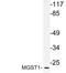 Microsomal Glutathione S-Transferase 1 antibody, LS-C177854, Lifespan Biosciences, Western Blot image 