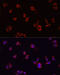 ADP Ribosylation Factor 1 antibody, 18-828, ProSci, Immunofluorescence image 