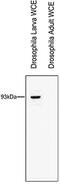 RTF1 Homolog, Paf1/RNA Polymerase II Complex Component antibody, PA5-40081, Invitrogen Antibodies, Western Blot image 