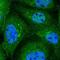 Component Of Oligomeric Golgi Complex 3 antibody, NBP1-80772, Novus Biologicals, Immunofluorescence image 