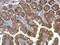 Catenin Alpha 1 antibody, PA5-29247, Invitrogen Antibodies, Immunohistochemistry frozen image 