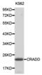 CASP2 And RIPK1 Domain Containing Adaptor With Death Domain antibody, abx001039, Abbexa, Western Blot image 