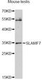 SLAM Family Member 7 antibody, LS-C749156, Lifespan Biosciences, Western Blot image 