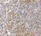 G Protein-Coupled Receptor 3 antibody, NBP2-41102, Novus Biologicals, Immunohistochemistry frozen image 