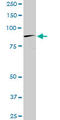 Bromodomain Containing 2 antibody, LS-C198094, Lifespan Biosciences, Western Blot image 