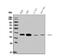 Arginase 2 antibody, A02244-1, Boster Biological Technology, Western Blot image 