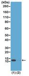 Histone Cluster 4 H4 antibody, MA5-27882, Invitrogen Antibodies, Western Blot image 