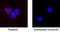 Tumor Necrosis Factor antibody, AF1507, R&D Systems, Immunocytochemistry image 