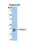 Nitric Oxide Synthase 1 antibody, LS-C303487, Lifespan Biosciences, Western Blot image 