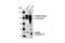 CD49D antibody, 4600S, Cell Signaling Technology, Western Blot image 