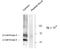 Calcium/Calmodulin Dependent Protein Kinase II Inhibitor 1 antibody, NB300-184, Novus Biologicals, Western Blot image 