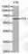 YY1 Transcription Factor antibody, A0856, ABclonal Technology, Western Blot image 