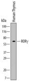 TOR antibody, MAB61091, R&D Systems, Western Blot image 