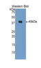 DnaJ Heat Shock Protein Family (Hsp40) Member B1 antibody, LS-C297453, Lifespan Biosciences, Western Blot image 