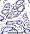 G3BP Stress Granule Assembly Factor 1 antibody, abx027606, Abbexa, Immunohistochemistry frozen image 