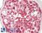 Ring Finger Protein 121 antibody, LS-B13088, Lifespan Biosciences, Immunohistochemistry paraffin image 