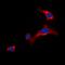 Docking Protein 6 antibody, LS-C368667, Lifespan Biosciences, Immunofluorescence image 