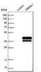 Triggering Receptor Expressed On Myeloid Cells Like 1 antibody, NBP1-84235, Novus Biologicals, Western Blot image 