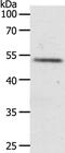 Relaxin-3 receptor 1 antibody, PA5-50590, Invitrogen Antibodies, Western Blot image 