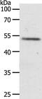 Relaxin Family Peptide Receptor 3 antibody, PA5-50590, Invitrogen Antibodies, Western Blot image 