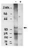 Sphingosine 1-phosphate receptor 4 antibody, AP05113PU-N, Origene, Western Blot image 