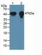 Creatine Kinase, Mitochondrial 1B antibody, abx128895, Abbexa, Western Blot image 