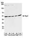 Ras Related GTP Binding C antibody, A304-021A, Bethyl Labs, Western Blot image 