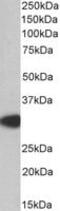 MYD88 Innate Immune Signal Transduction Adaptor antibody, MBS420798, MyBioSource, Western Blot image 