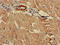 Propionyl-CoA Carboxylase Subunit Alpha antibody, LS-C682225, Lifespan Biosciences, Immunohistochemistry paraffin image 