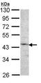 Coagulation Factor IX antibody, ab97619, Abcam, Western Blot image 