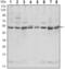 C-Terminal Src Kinase antibody, GTX82757, GeneTex, Western Blot image 