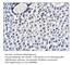 Isocitrate Dehydrogenase (NADP(+)) 1, Cytosolic antibody, IDH-101AP, FabGennix, Immunohistochemistry frozen image 