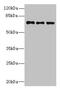 Zinc Finger Protein 614 antibody, CSB-PA026893LA01HU, Cusabio, Western Blot image 