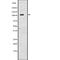 Adenylate Cyclase 2 antibody, abx147695, Abbexa, Western Blot image 