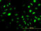 Sestrin 2 antibody, LS-C105184, Lifespan Biosciences, Immunofluorescence image 
