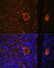 Zona Pellucida Glycoprotein 3 antibody, 23-528, ProSci, Immunofluorescence image 