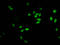 Histone Cluster 1 H2B Family Member B antibody, LS-C670401, Lifespan Biosciences, Immunofluorescence image 