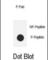 Nitric Oxide Synthase 3 antibody, abx032065, Abbexa, Western Blot image 