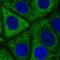 EYA Transcriptional Coactivator And Phosphatase 2 antibody, NBP2-57155, Novus Biologicals, Immunofluorescence image 