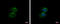 TATA-Box Binding Protein Like 1 antibody, GTX104694, GeneTex, Immunocytochemistry image 