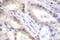 Urocortin antibody, LS-C176365, Lifespan Biosciences, Immunohistochemistry paraffin image 